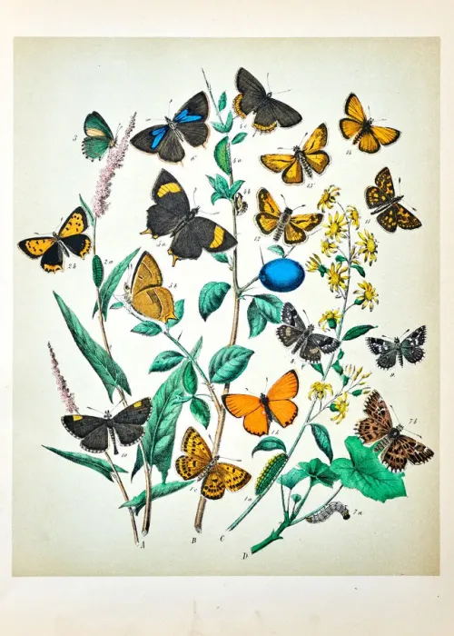 Framed Print : Butterflies, Moths, Insects and Plants - Illustration 1889 Framed Print : Butterflies, Moths, Insects and Plants - Illustration 1889