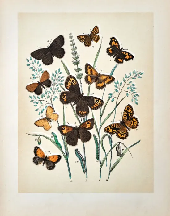 Framed Print : Butterflies, Moths, Insects and Plants - Illustration 1889 Framed Print : Butterflies, Moths, Insects and Plants - Illustration 1889