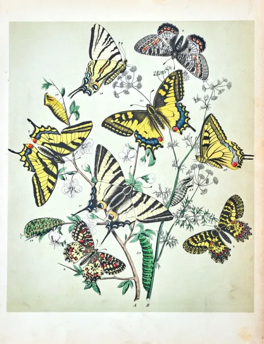 Framed Print : Butterflies, Moths, Insects and Plants - Illustration 1889 Framed Print : Butterflies, Moths, Insects and Plants - Illustration 1889