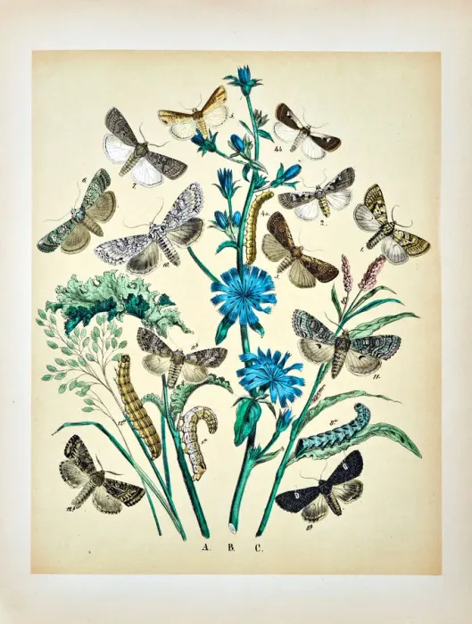 Framed Print : Butterflies, Moths, Insects and Plants - Illustration 1889 Framed Print : Butterflies, Moths, Insects and Plants - Illustration 1889