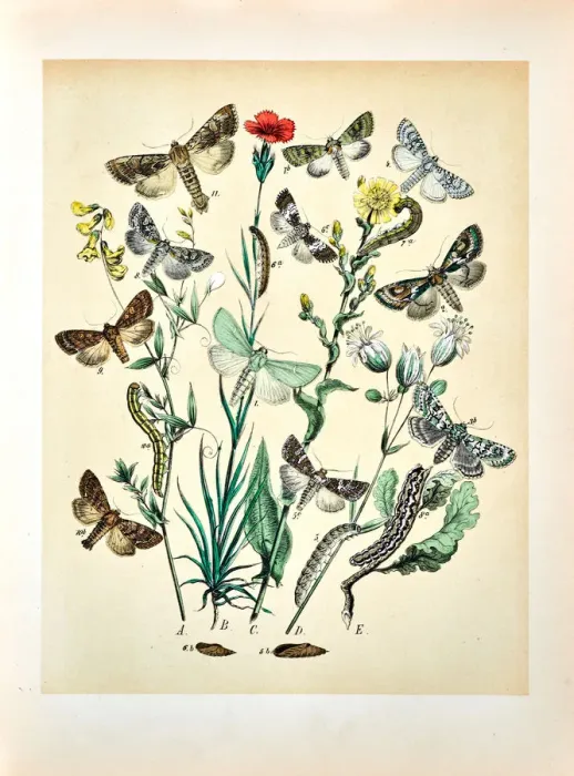 Framed Print : Butterflies, Moths, Insects and Plants - Illustration 1889 Framed Print : Butterflies, Moths, Insects and Plants - Illustration 1889
