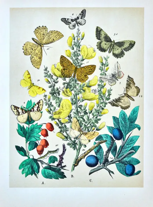 Framed Print : Butterflies, Moths, Insects and Plants - Illustration 1889 Framed Print : Butterflies, Moths, Insects and Plants - Illustration 1889