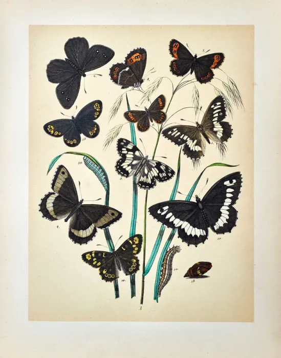 Framed Print : Butterflies, Moths, Insects and Plants - Illustration 1889 Framed Print : Butterflies, Moths, Insects and Plants - Illustration 1889