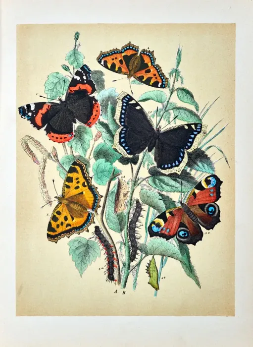 Framed Print : Butterflies, Moths, Insects and Plants - Illustration 1889 Framed Print : Butterflies, Moths, Insects and Plants - Illustration 1889