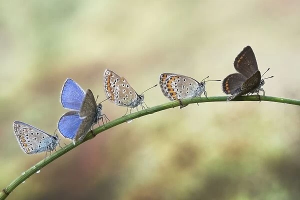 Five butterflies on a plant stem