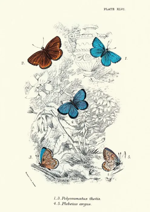 Framed Print : Butterflies, Polyommatus thetis, Plebeius argus Silver-studded blue, Butterfly Art print Framed Print : Butterflies, Polyommatus thetis, Plebeius argus Silver-studded blue, Butterfly Art print