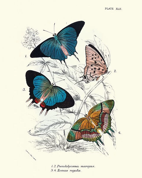 Butterflies, Pseudolycaena marsyas (Cambridge blue), Evenus regalis