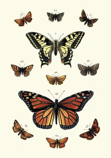 Butterflies, Swallow tail butterfly and Black veined brown, Skippers