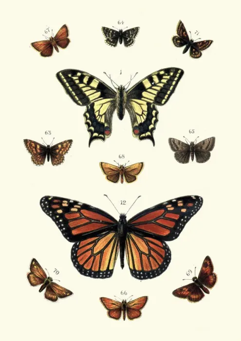 Framed Print : Butterflies, Swallow tail butterfly and Black veined brown, Skippers Framed Print : Butterflies, Swallow tail butterfly and Black veined brown, Skippers