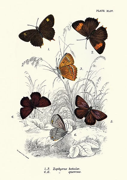 Butterflies, Zephyrus betulae, Quercus, Butterfly Art print