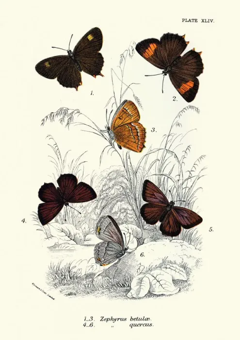 Framed Print : Butterflies, Zephyrus betulae, Quercus, Butterfly Art print Framed Print : Butterflies, Zephyrus betulae, Quercus, Butterfly Art print