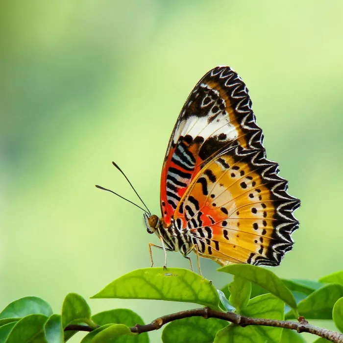 Framed Print : Butterfly on leaves Framed Print : Butterfly on leaves