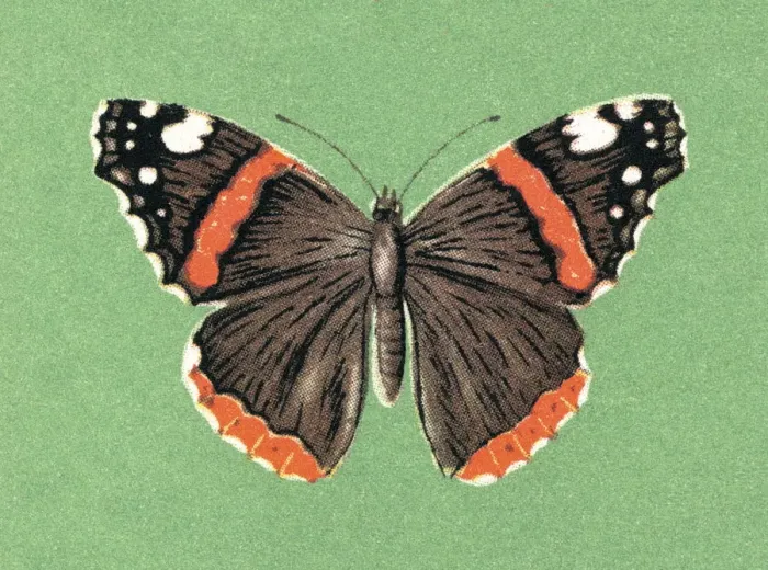 Framed Print : Butterfly. http: / / csaimages.com / images / istockprofile / csa_vector_dsp.jpg Framed Print : Butterfly. http: / / csaimages.com / images / istockprofile / csa_vector_dsp.jpg