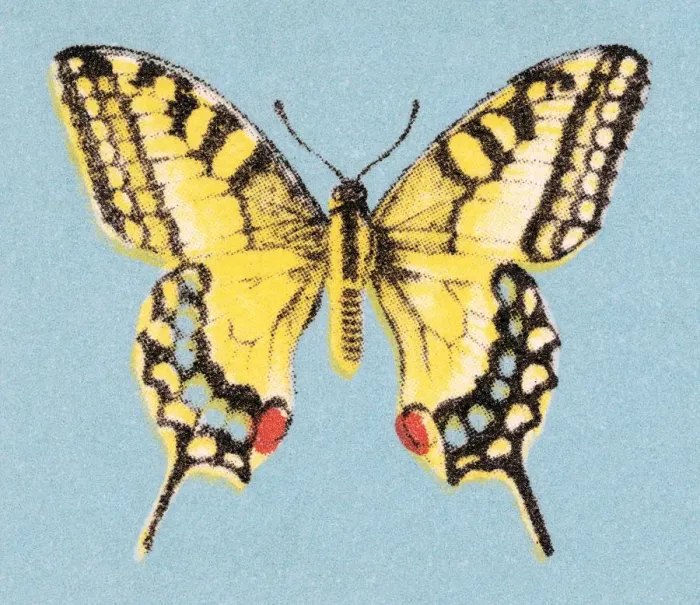 Framed Print : Butterfly. http: / / csaimages.com / images / istockprofile / csa_vector_dsp.jpg Framed Print : Butterfly. http: / / csaimages.com / images / istockprofile / csa_vector_dsp.jpg