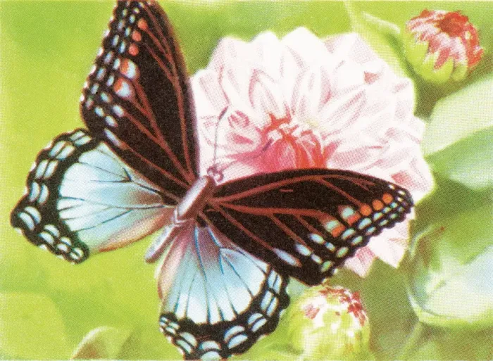 Framed Print : Butterfly. http: / / csaimages.com / images / istockprofile / csa_vector_dsp.jpg Framed Print : Butterfly. http: / / csaimages.com / images / istockprofile / csa_vector_dsp.jpg