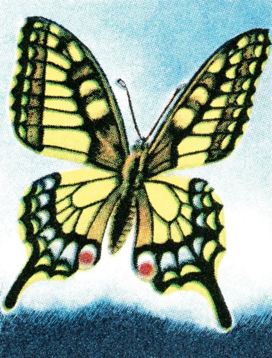 Framed Print : Butterfly. http: / / csaimages.com / images / istockprofile / csa_vector_dsp.jpg Framed Print : Butterfly. http: / / csaimages.com / images / istockprofile / csa_vector_dsp.jpg