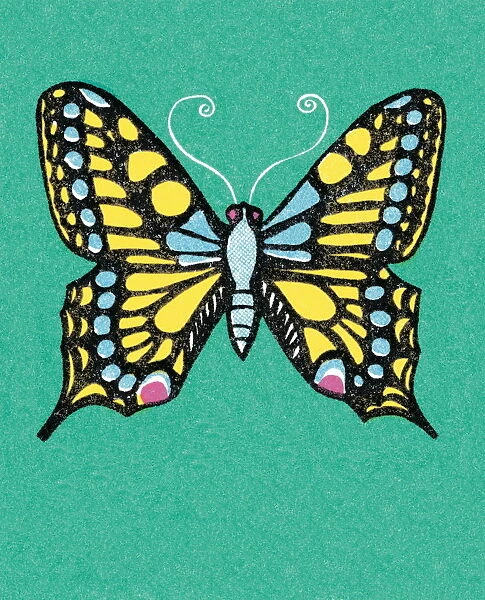 Butterfly. http: /  / csaimages.com / images / istockprofile / csa_vector_dsp.jpg