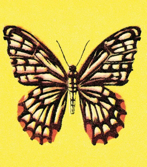 Framed Print : Butterfly. http: /  / csaimages.com / images / istockprofile / csa_vector_dsp.jpg