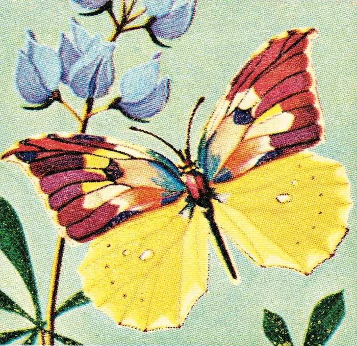Framed Print : Butterfly. http: / / csaimages.com / images / istockprofile / csa_vector_dsp.jpg Framed Print : Butterfly. http: / / csaimages.com / images / istockprofile / csa_vector_dsp.jpg