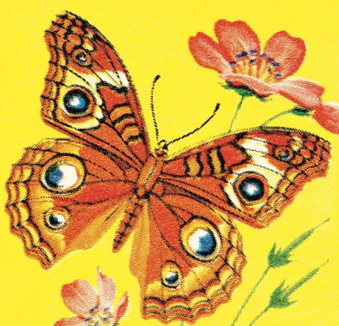 Framed Print : Butterfly. http: / / csaimages.com / images / istockprofile / csa_vector_dsp.jpg Framed Print : Butterfly. http: / / csaimages.com / images / istockprofile / csa_vector_dsp.jpg