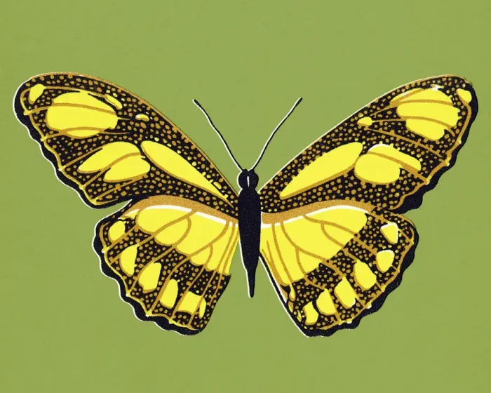 Framed Print : Butterfly Framed Print : Butterfly