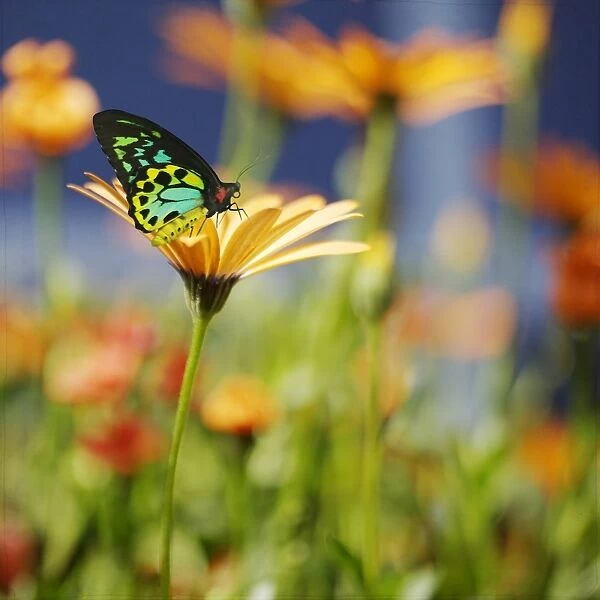 Butterfly On African Daisy
