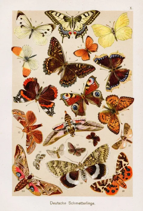 Framed Print : Butterfly Chromolithography 1899