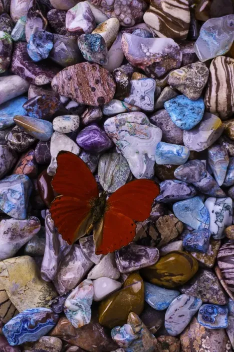 Framed Print : Butterfly on colored stones Framed Print : Butterfly on colored stones