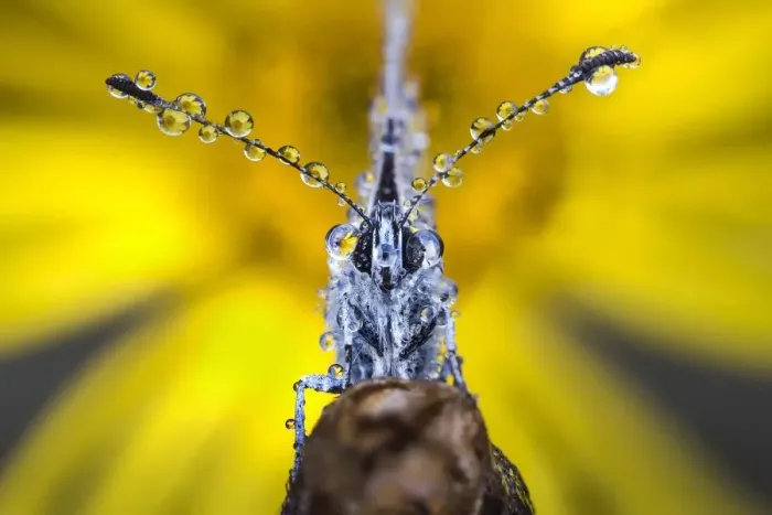 Framed Print : Butterfly with dew drops Framed Print : Butterfly with dew drops