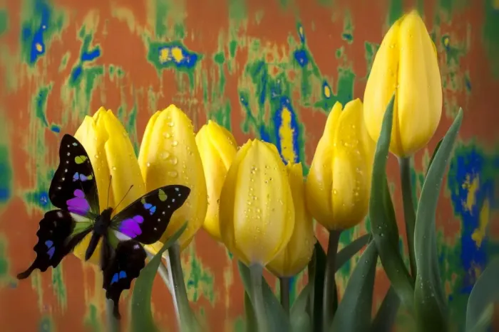 Framed Print : Butterfly dreams on yellow tulips Framed Print : Butterfly dreams on yellow tulips