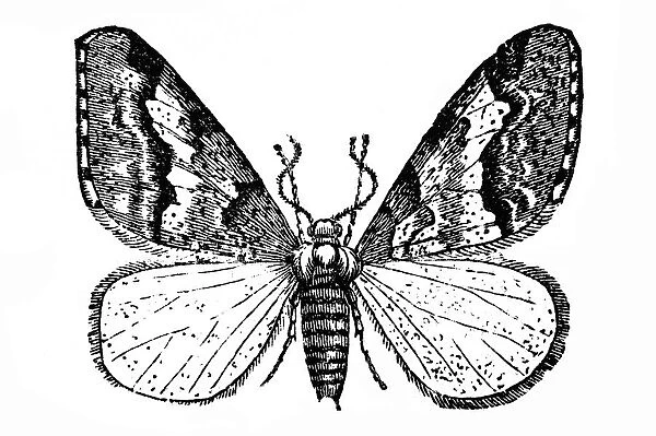 Butterfly (Geometra defoliaria)