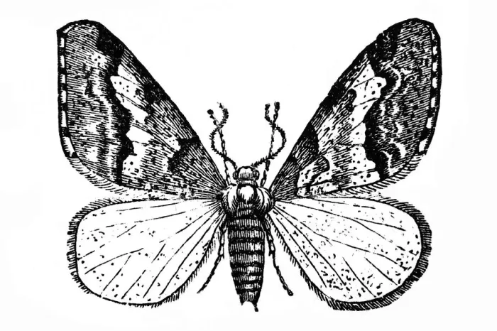 Framed Print : Butterfly (Geometra defoliaria)