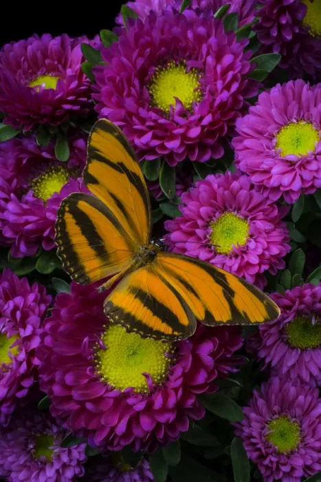 Framed Print : Butterfly, Matsumoto, flowers, insect, wings Framed Print : Butterfly, Matsumoto, flowers, insect, wings