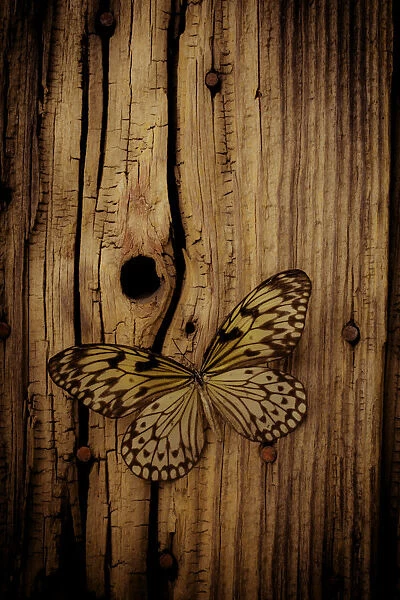 Butterfly On Old Wood Wall