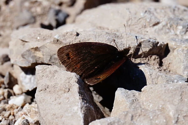 Butterfly, Picos de Europa, Spain