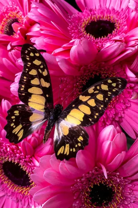 Framed Print : Butterfly on pink daises Framed Print : Butterfly on pink daises