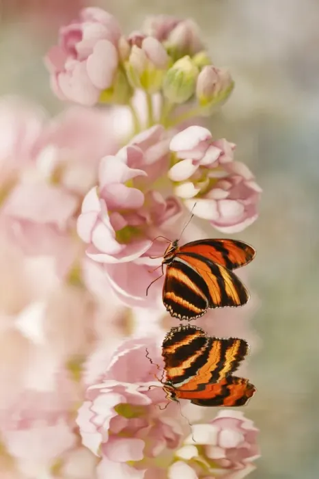 Framed Print : Butterfly on a Pink Flower Framed Print : Butterfly on a Pink Flower