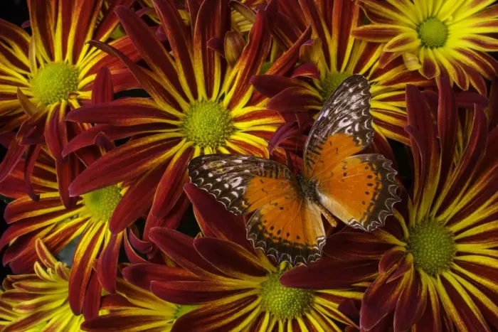 Framed Print : Butterfly resting on chrysanthemums Framed Print : Butterfly resting on chrysanthemums