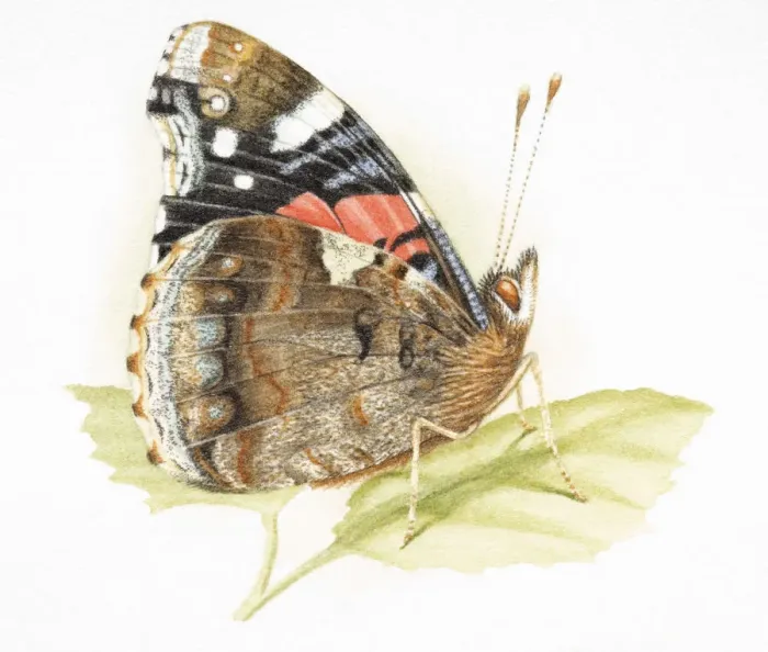 Framed Print : Butterfly standing on green leaf Framed Print : Butterfly standing on green leaf