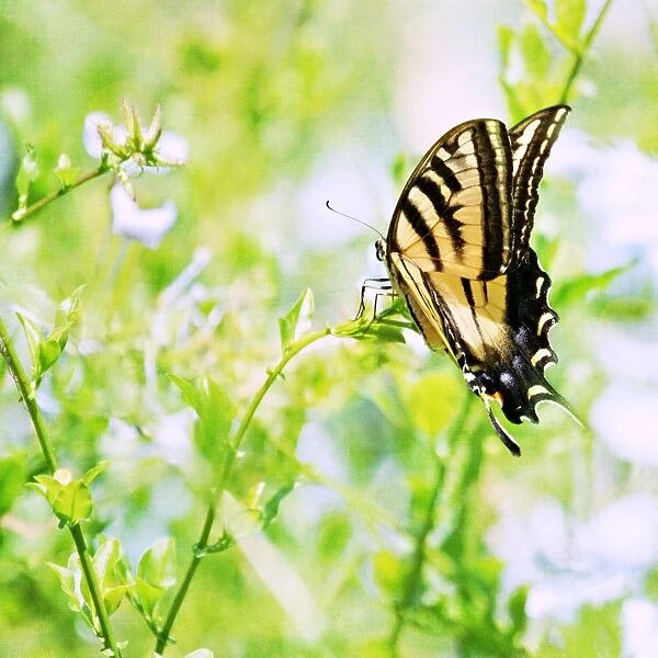 Butterfly Summer Dream