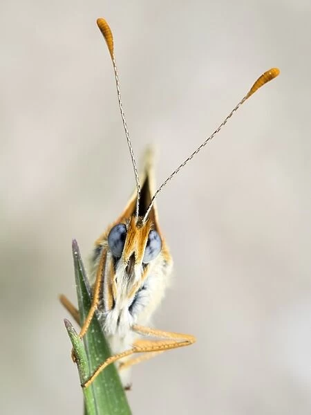 Butterfly on a twig. (Melanargia galathea)