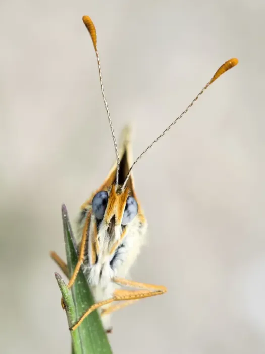 Framed Print : Butterfly on a twig. (Melanargia galathea) Framed Print : Butterfly on a twig. (Melanargia galathea)
