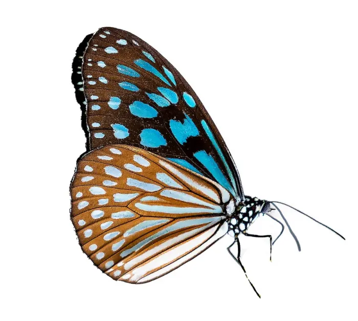 Framed Print : Butterfly on a white background isolate Framed Print : Butterfly on a white background isolate