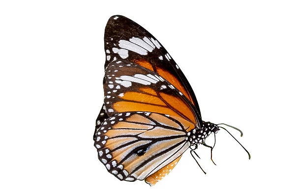 Butterfly on a white background isolate