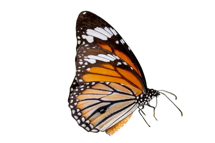Framed Print : Butterfly on a white background isolate Framed Print : Butterfly on a white background isolate