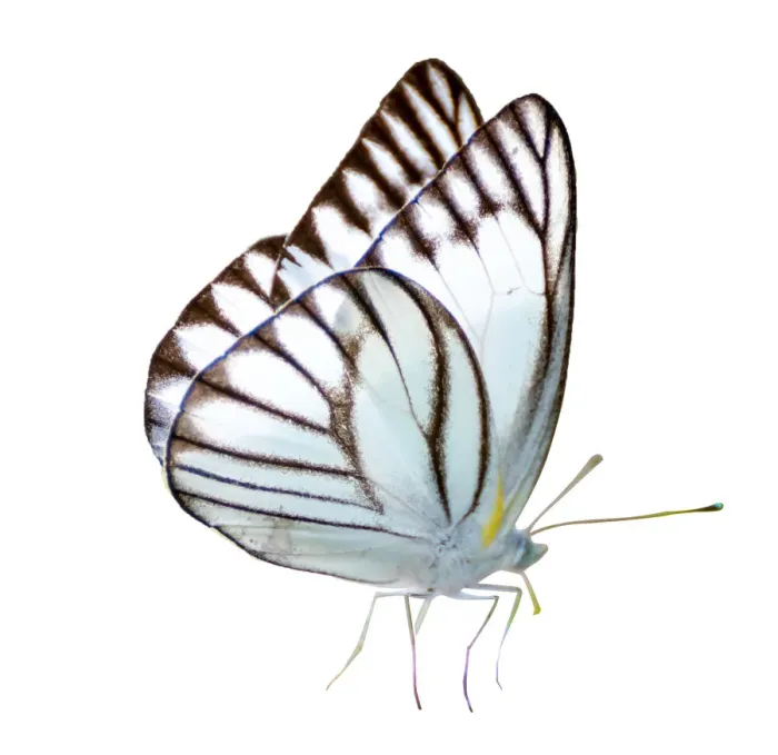 Framed Print : Butterfly white white background isolated Framed Print : Butterfly white white background isolated