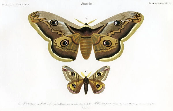 butterflys, scientific illustration, lithograph, 1842
