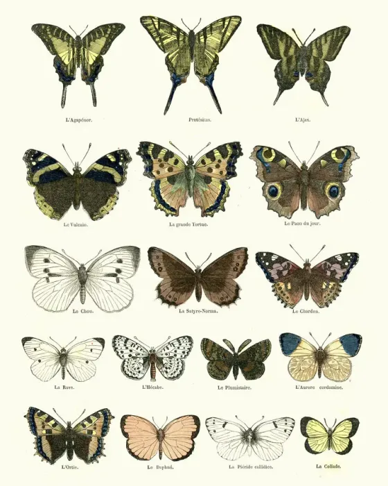 Framed Print : Butterlies Framed Print : Butterlies