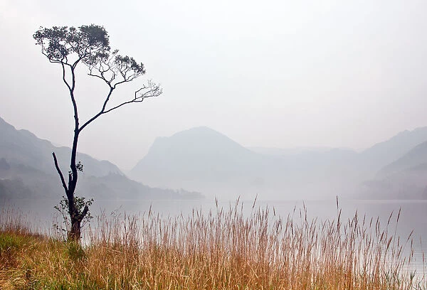 Buttermere Tree in Soft Mist