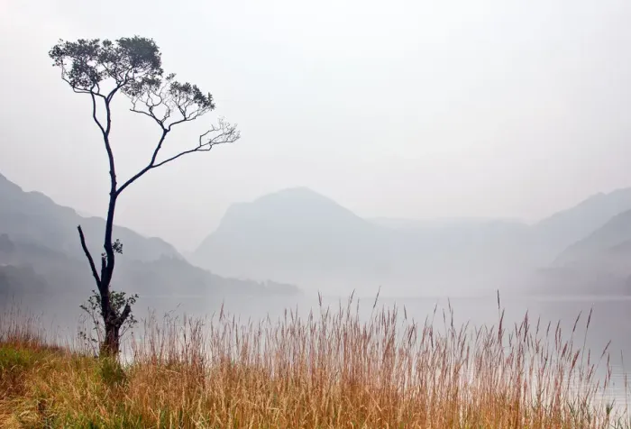 Framed Print : Buttermere Tree in Soft Mist